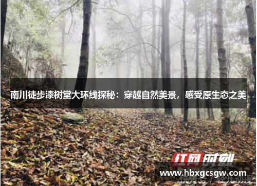 南川徒步漆树堂大环线探秘：穿越自然美景，感受原生态之美
